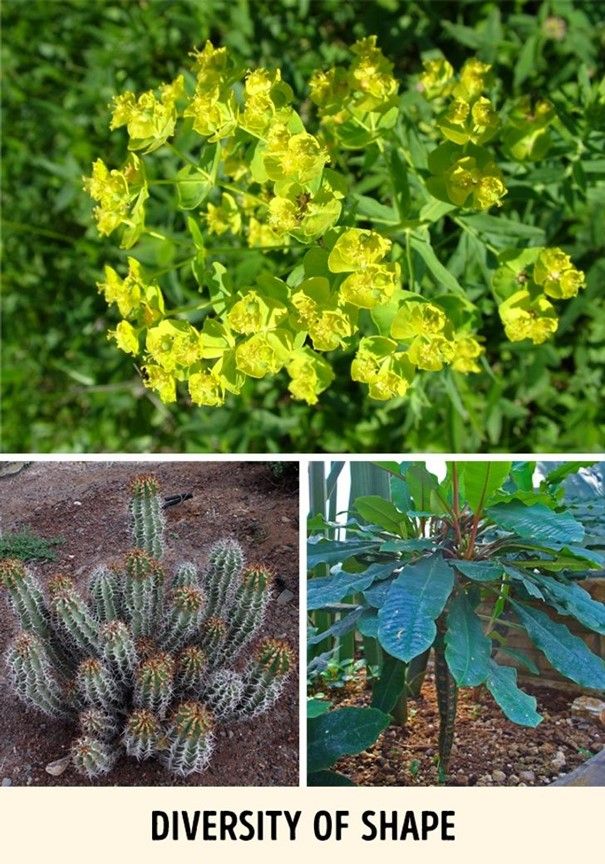 Spurge