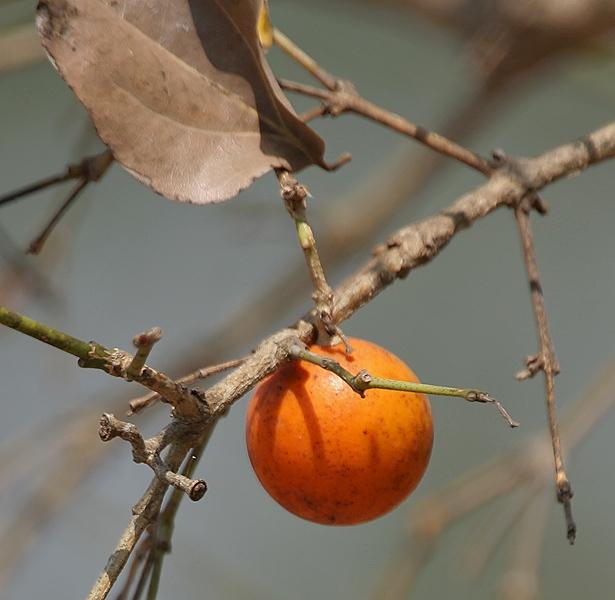 Strychnos Nux-vomica còn gọi là cây mã tiền