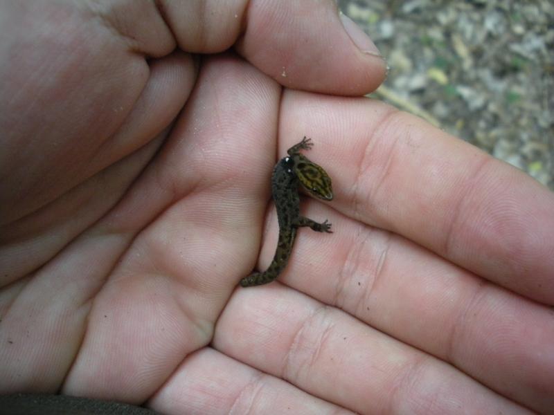 Tắc kè lùn Sphaerodactylus ariasae