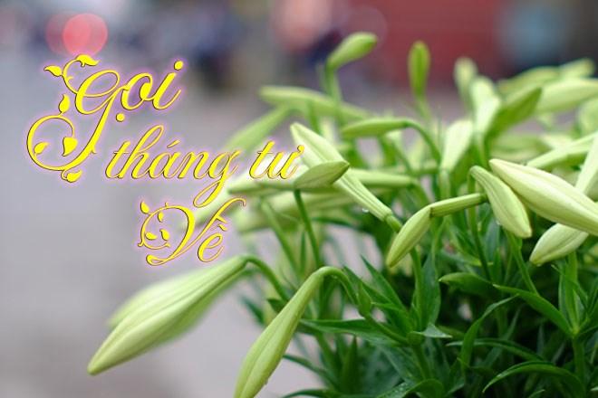 Mùa hoa loa kèn về trên phố