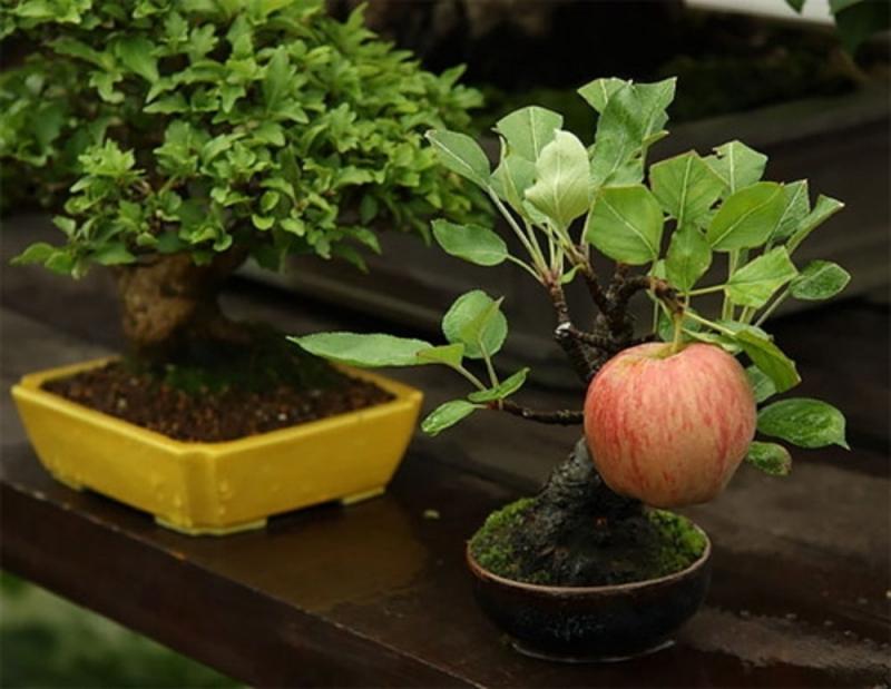 Không để cây xanh và hoa tươi trong phòng ngủ