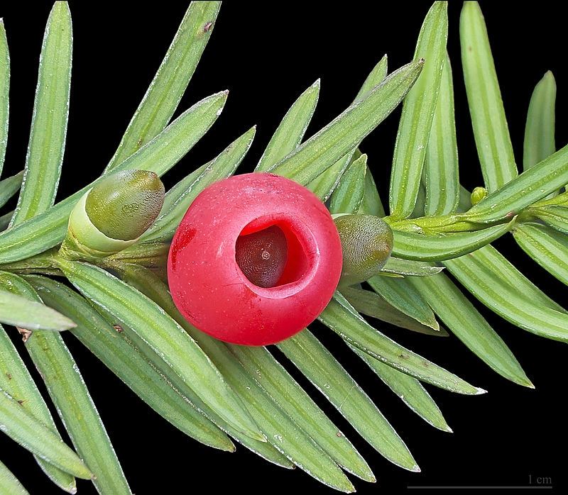 Taxus Baccata còn gọi là cây thủy tùng
