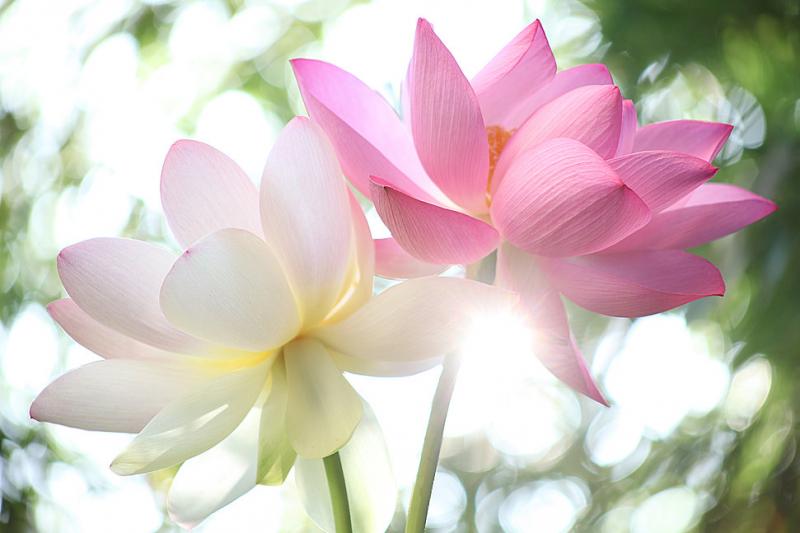 Bài thơ Cát Bụi