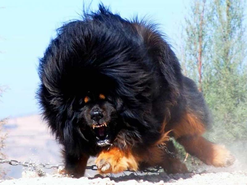 Tibetan Mastiff (Chó ngao Tây Tạng)