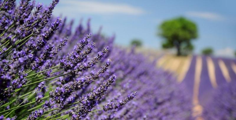 Cánh đồng Lavender trải dài tít tắp