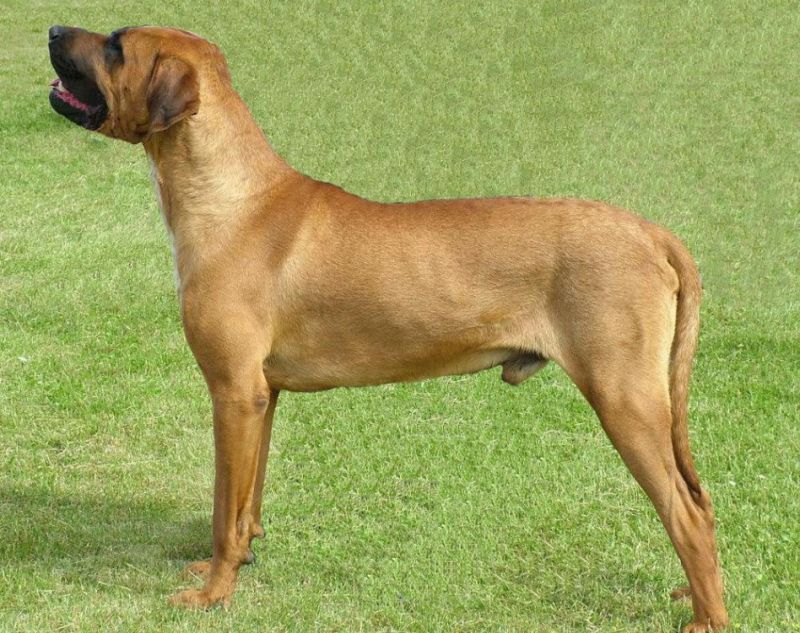 Tosa Inu