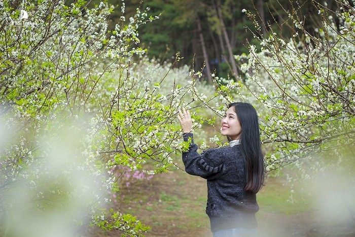 Tour du lịch Mộc Châu mùa hoa cải trắng 2 ngày 1 đêm từ Hà Nội