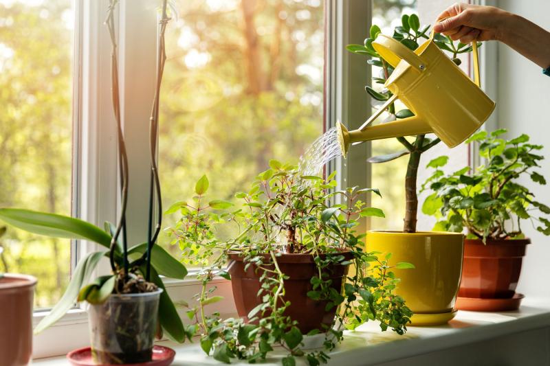 Trồng và chăm sóc hoa, cây cảnh giúp mẹ bỉm sữa giảm stress