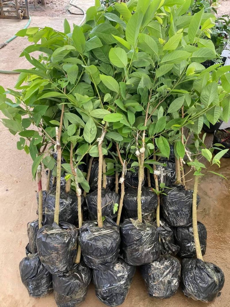 Trung tâm chuyển giao công nghệ và hợp tác trang trại Vietgap