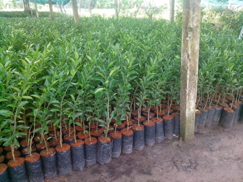 Trung tâm sản xuất và cung cấp cây giống - Học viện nông nghiệp 1 Việt Nam