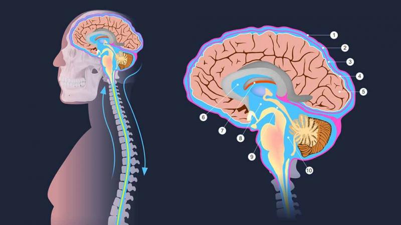 Tủy sống là nguồn liên lạc chính giữa não bộ và cơ thể