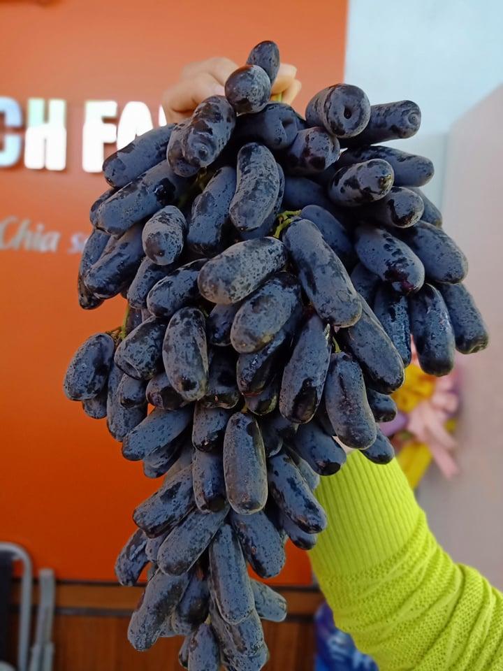 Hoa Quả Sạch FANCY
