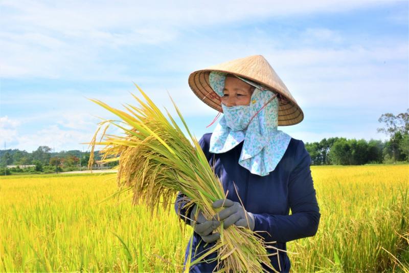 Về quê anh