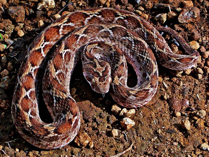 Rắn Viper vảy cưa
