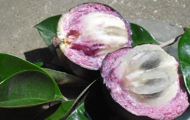 Vú sữa Lò Rèn với lõi ruột trắng trong, mềm dịu, thanh ngọt lưu lại hương thơm khó tả đối với những du khách lần đầu nếm thử