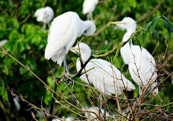 Vườn cò Bằng Lăng