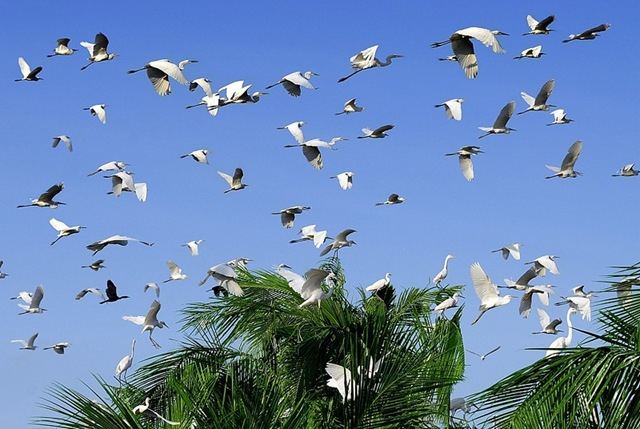 Vườn cò Tân Long