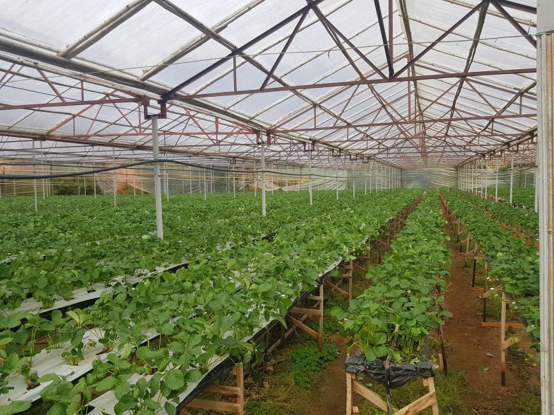 Vườn dâu Phước Lộc Đà Lạt