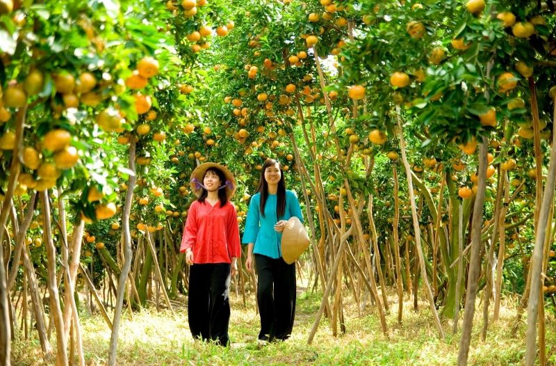 Vườn trái cây