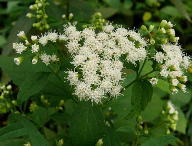 Cây White Snakeroot